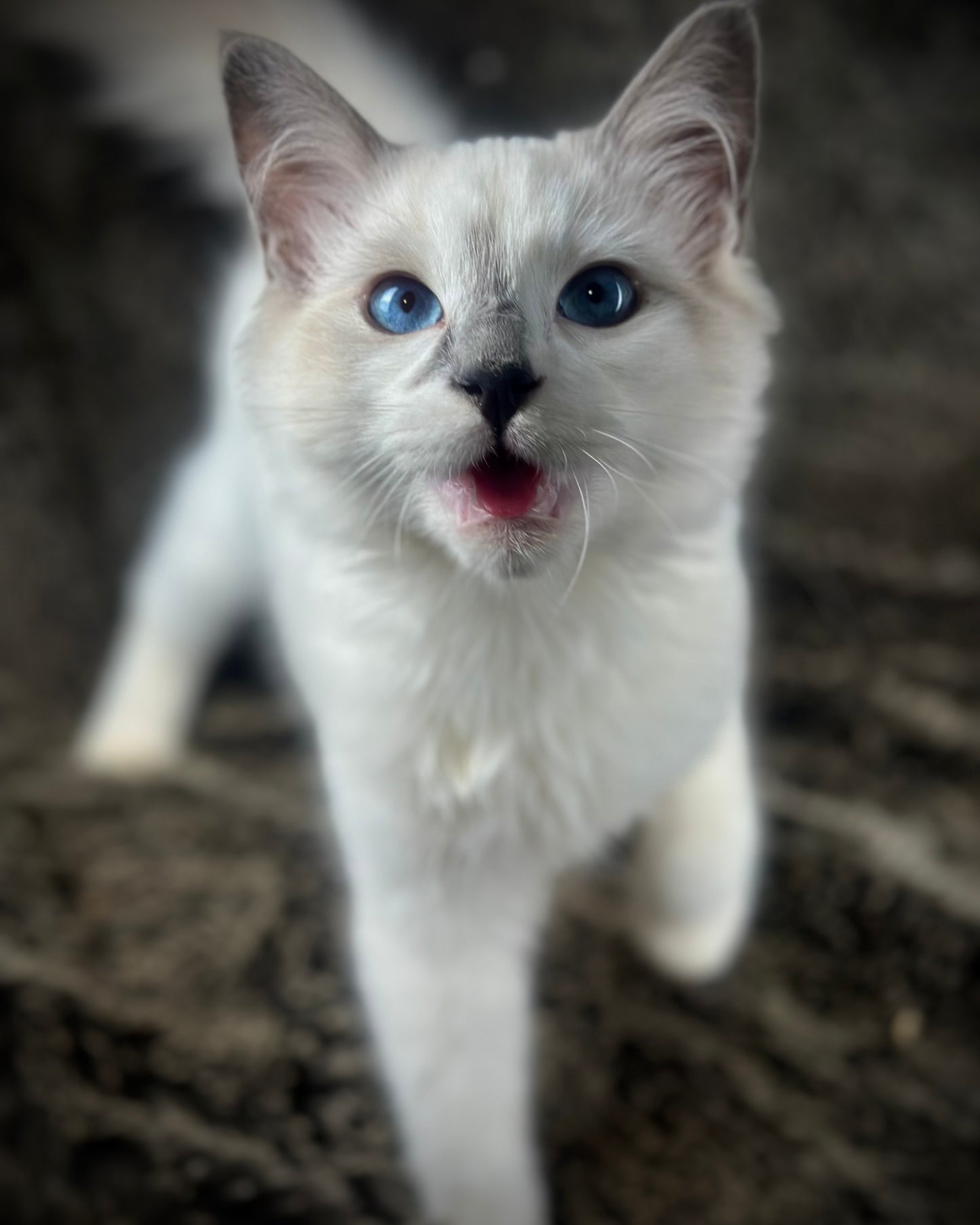 Homelander - Blue Point (bicolor)-MALE - AVAILABLE 7/4/25