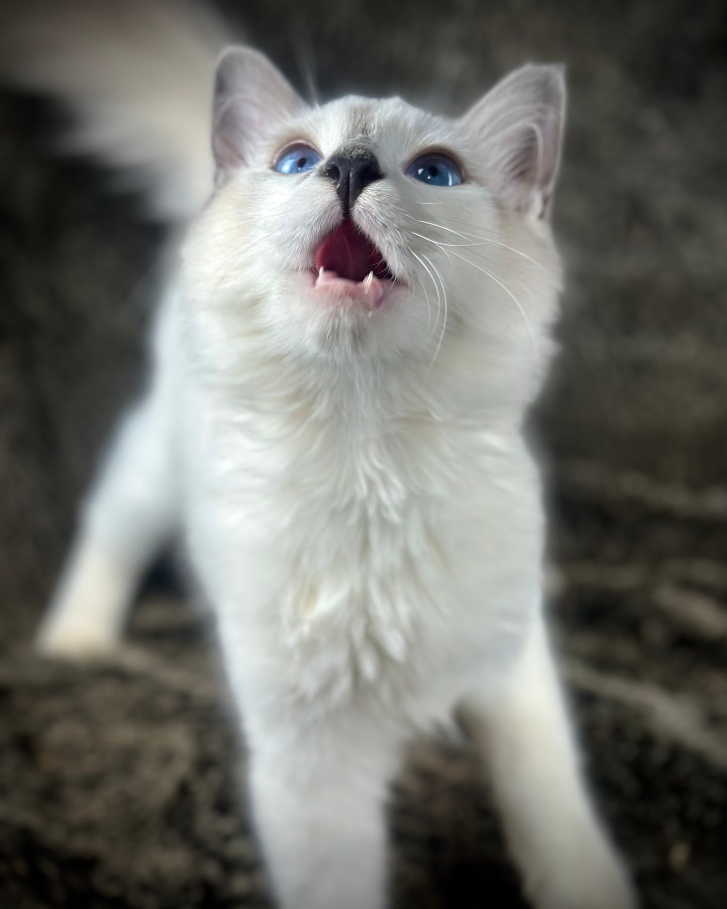 Homelander - Blue Point (bicolor)-MALE - AVAILABLE 7/4/25