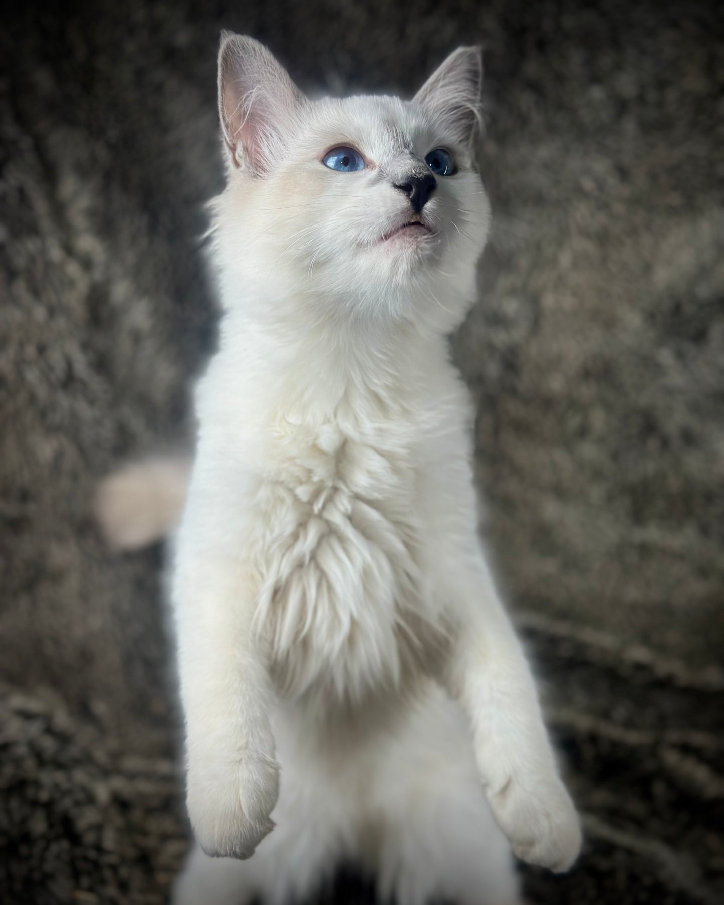 Homelander - Blue Point (bicolor)-MALE - AVAILABLE 7/4/25
