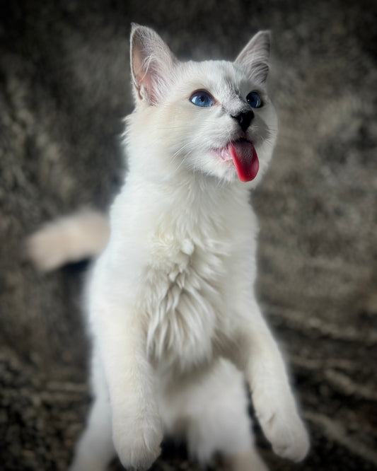 Homelander - Blue Point (bicolor)-MALE - AVAILABLE 7/4/25