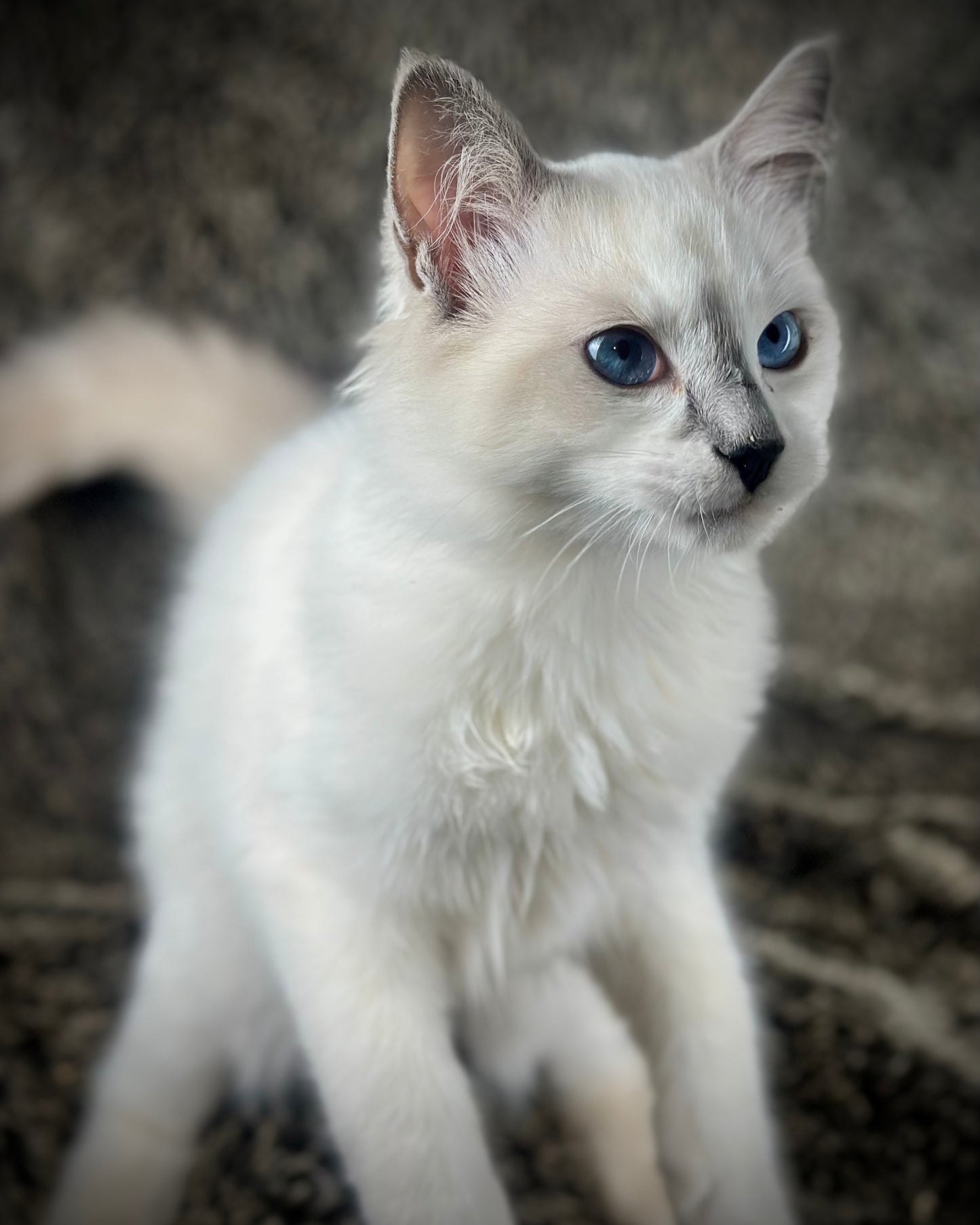 Homelander - Blue Point (bicolor)-MALE - AVAILABLE 7/4/25