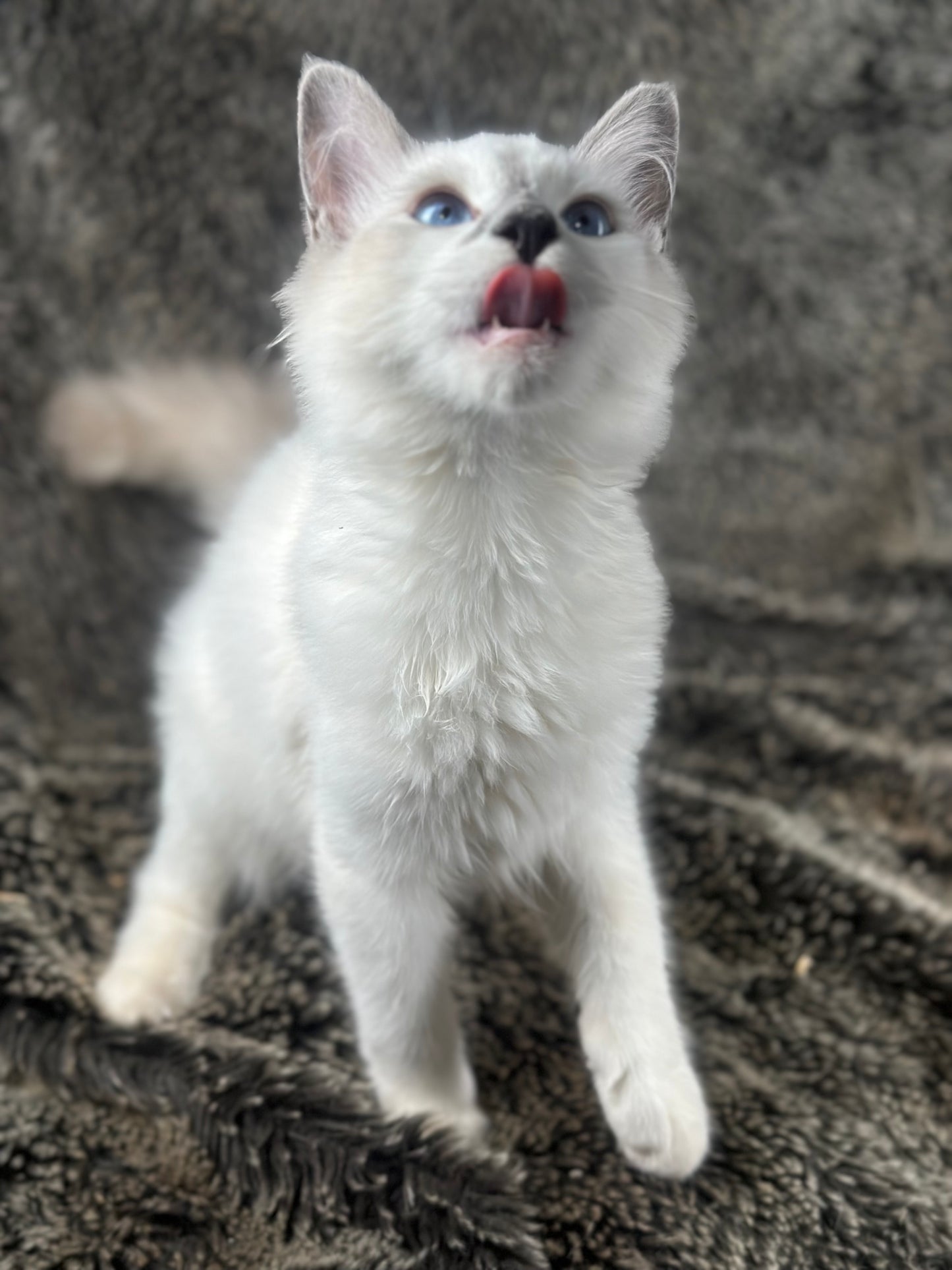Homelander - Blue Point (bicolor)-MALE - AVAILABLE 7/4/25