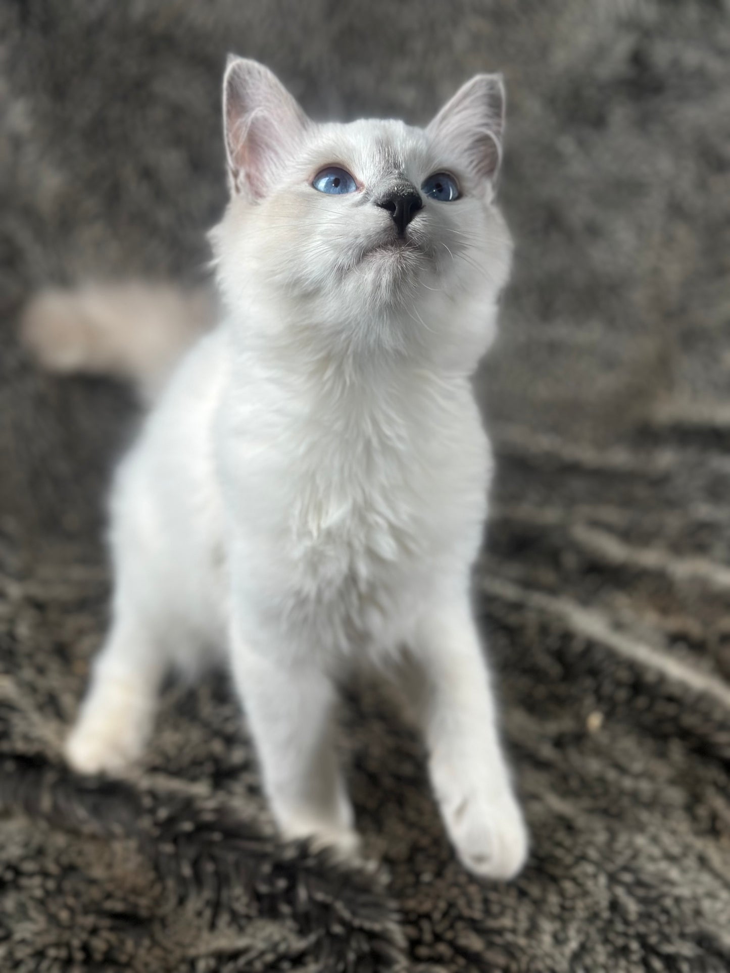 Homelander - Blue Point (bicolor)-MALE - AVAILABLE 7/4/25