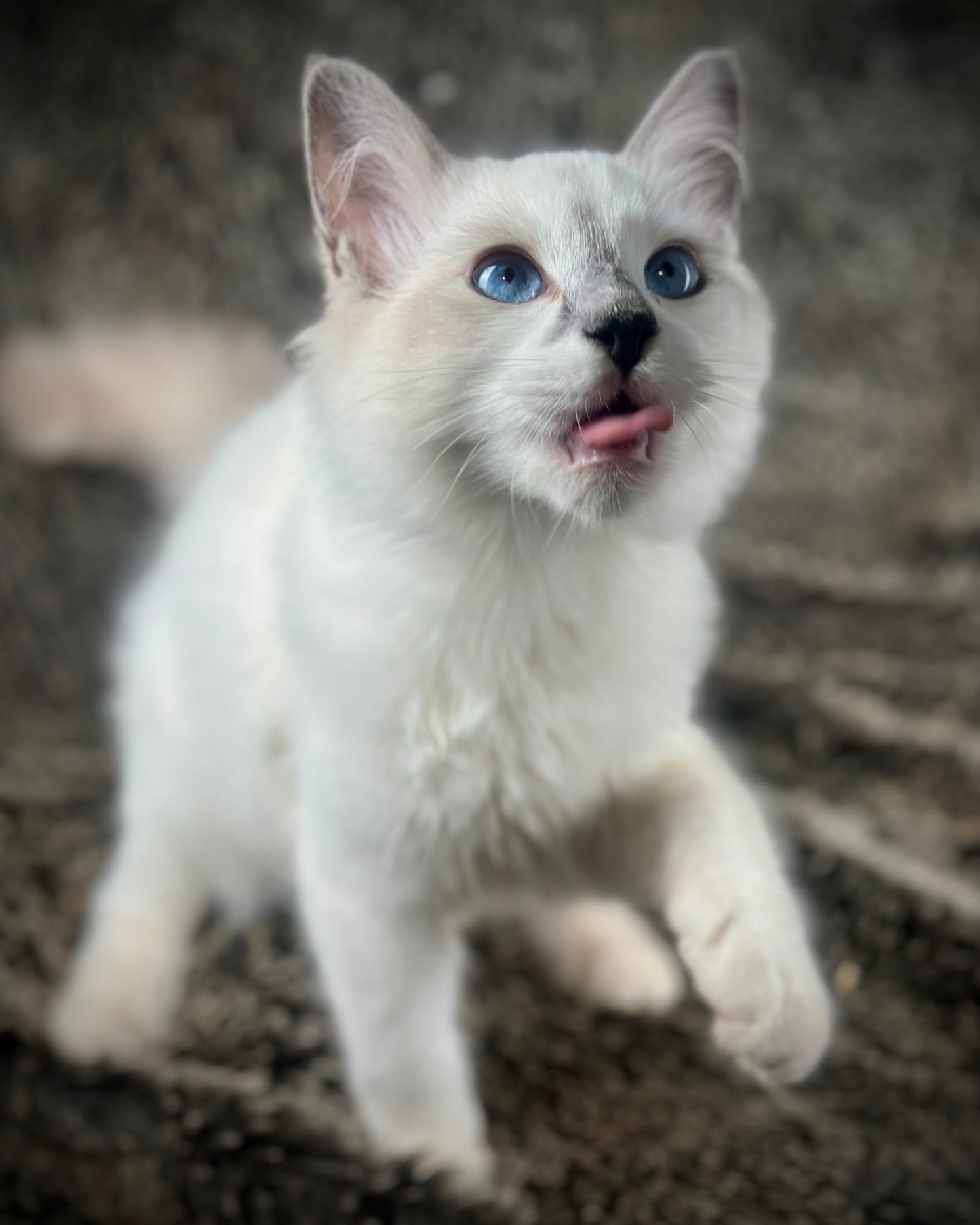 Homelander - Blue Point (bicolor)-MALE - AVAILABLE 7/4/25