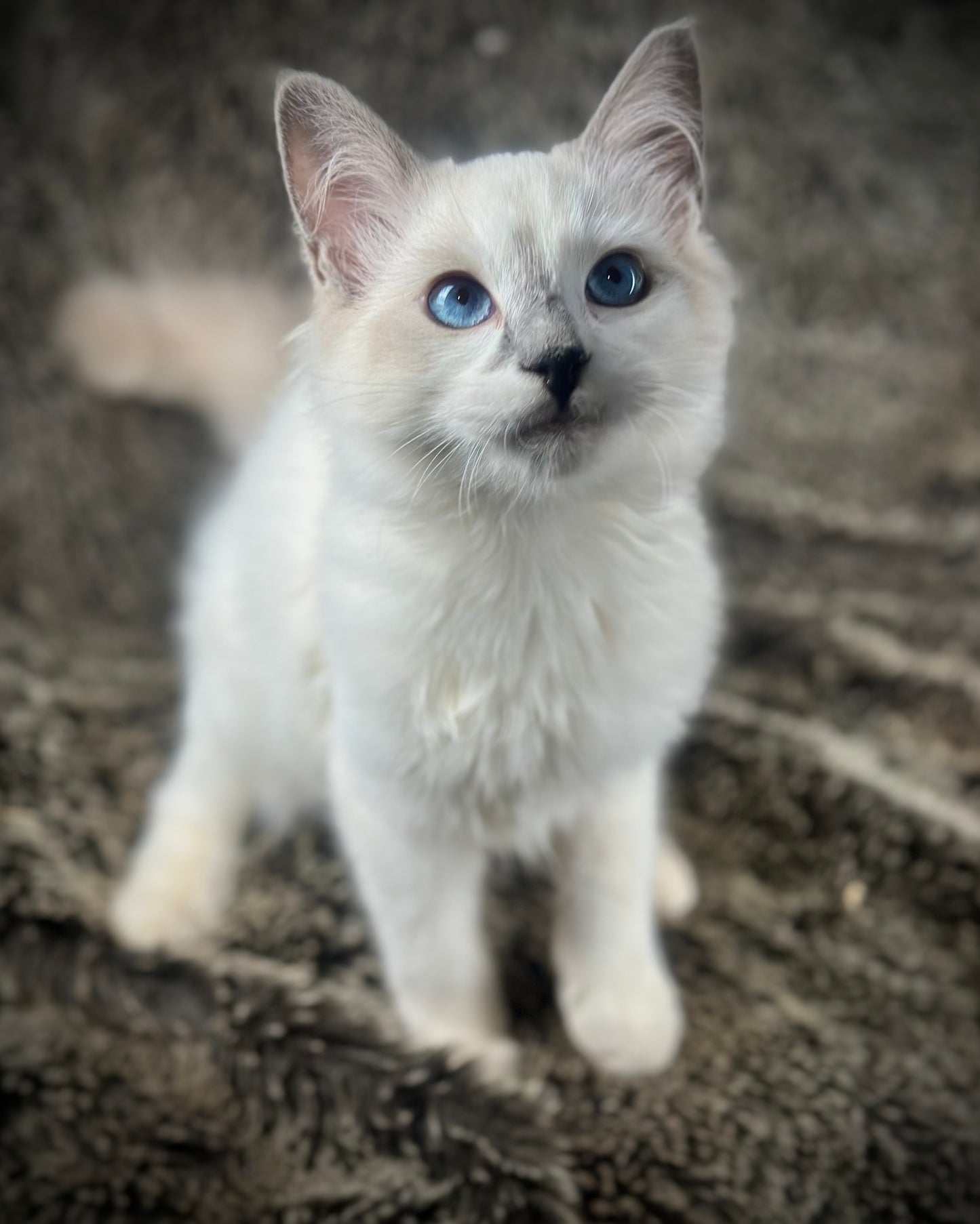 Homelander - Blue Point (bicolor)-MALE - AVAILABLE 7/4/25