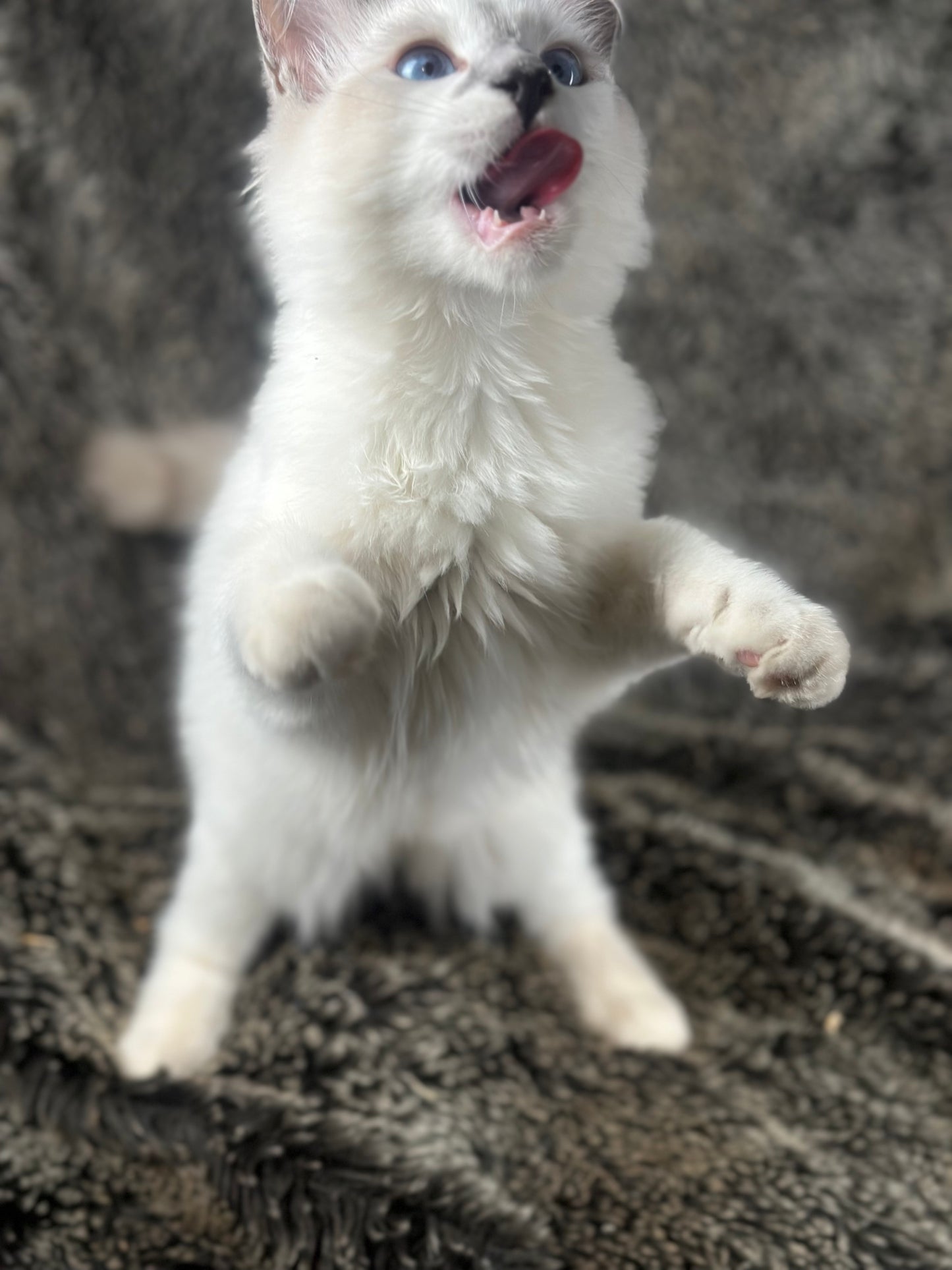 Homelander - Blue Point (bicolor)-MALE - AVAILABLE 7/4/25