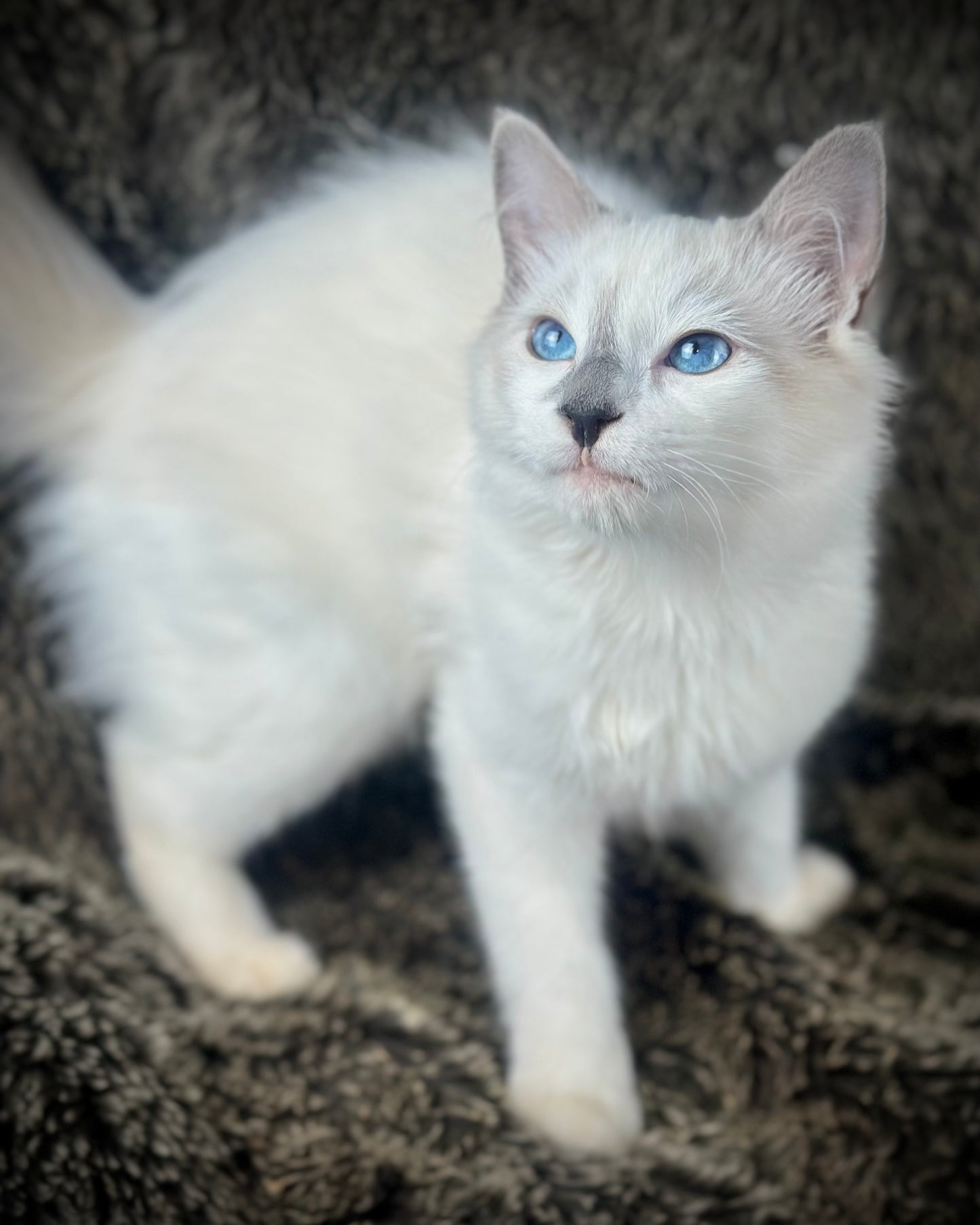 Homelander - Blue Point (bicolor)-MALE - AVAILABLE 7/4/25