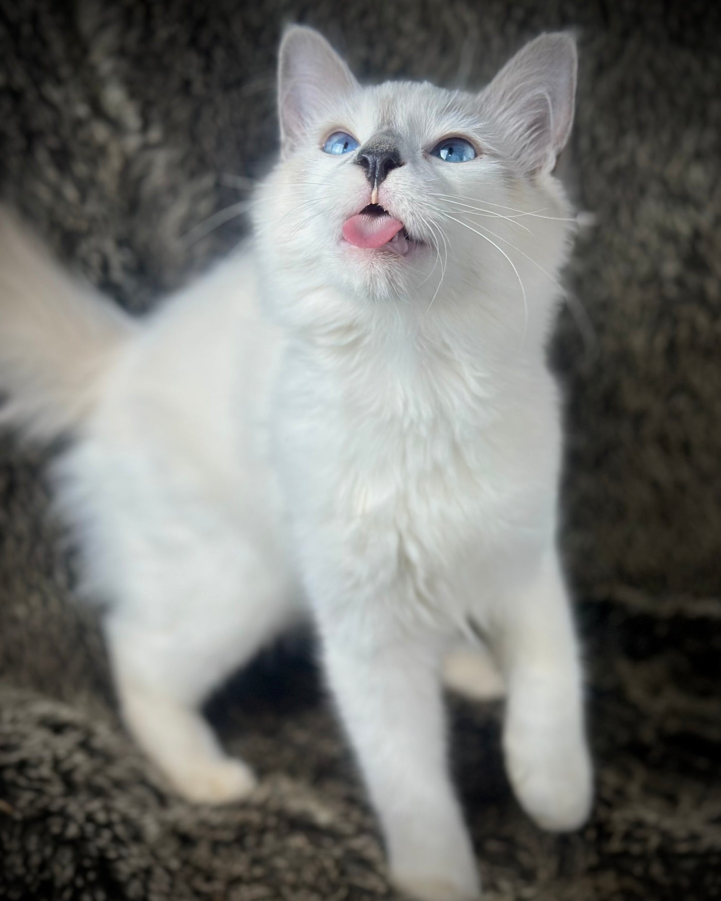 Homelander - Blue Point (bicolor)-MALE - AVAILABLE 7/4/25