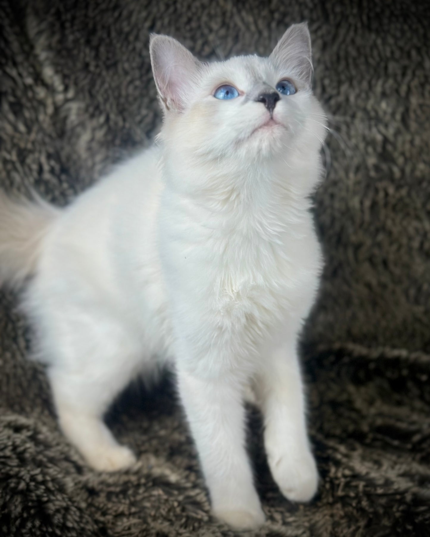 Homelander - Blue Point (bicolor)-MALE - AVAILABLE 7/4/25