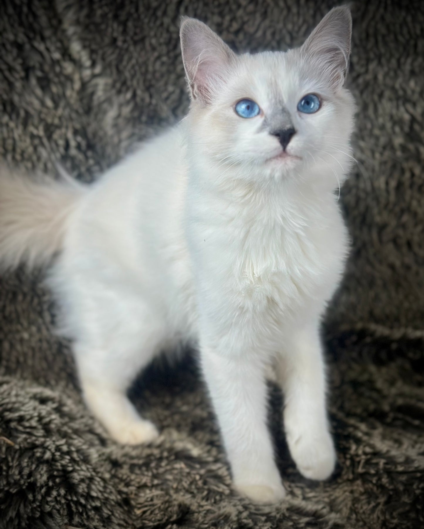 Homelander - Blue Point (bicolor)-MALE - AVAILABLE 7/4/25