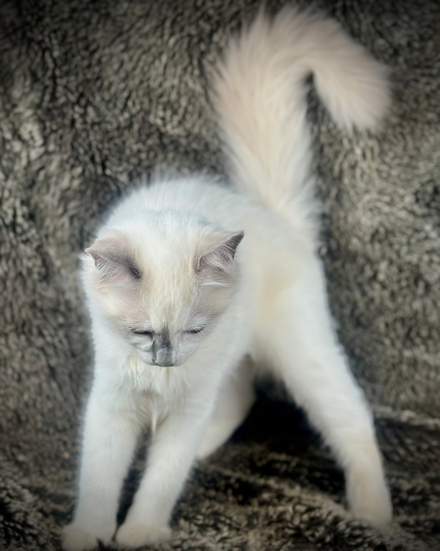 Homelander - Blue Point (bicolor)-MALE - AVAILABLE 7/4/25