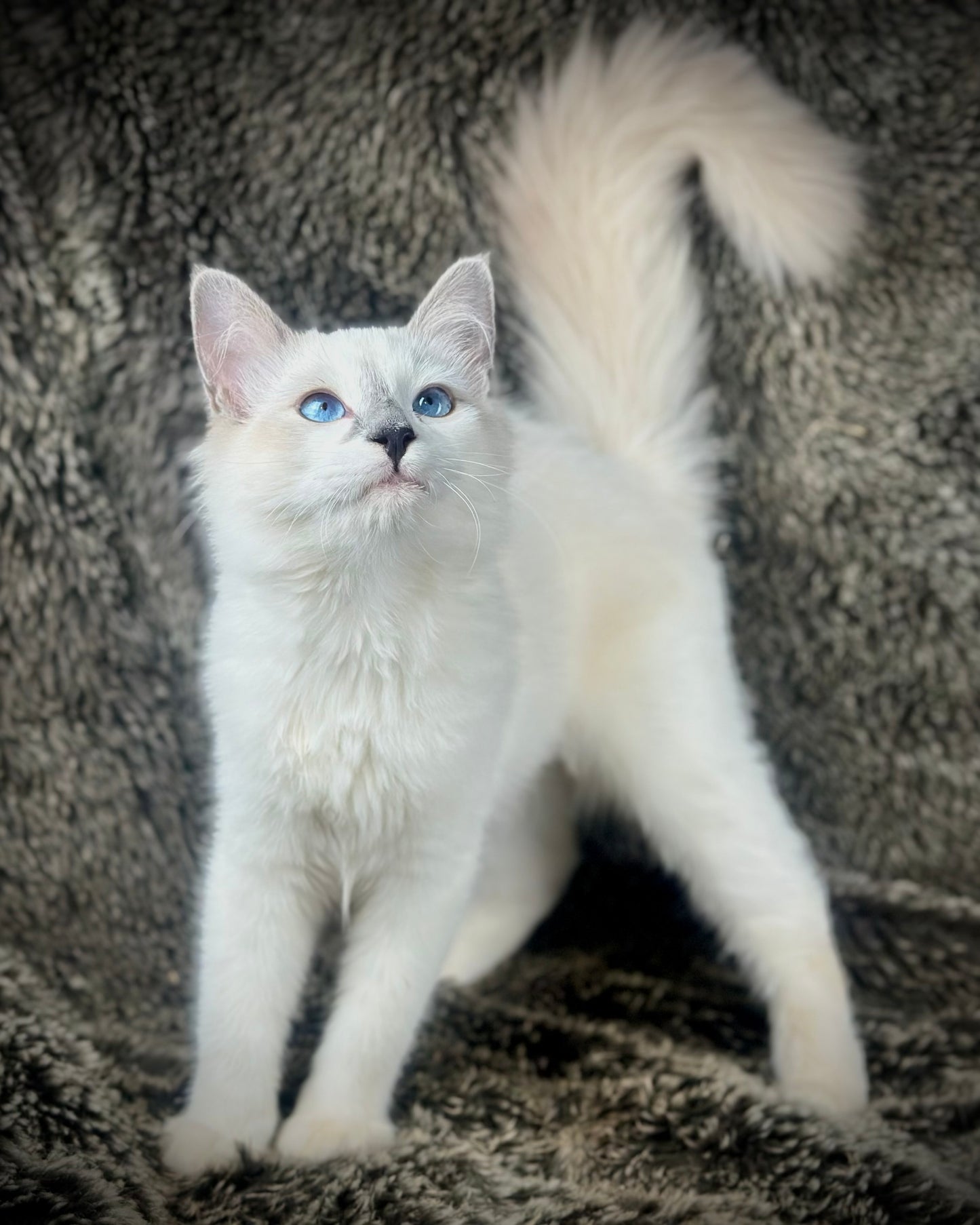 Homelander - Blue Point (bicolor)-MALE - AVAILABLE 7/4/25