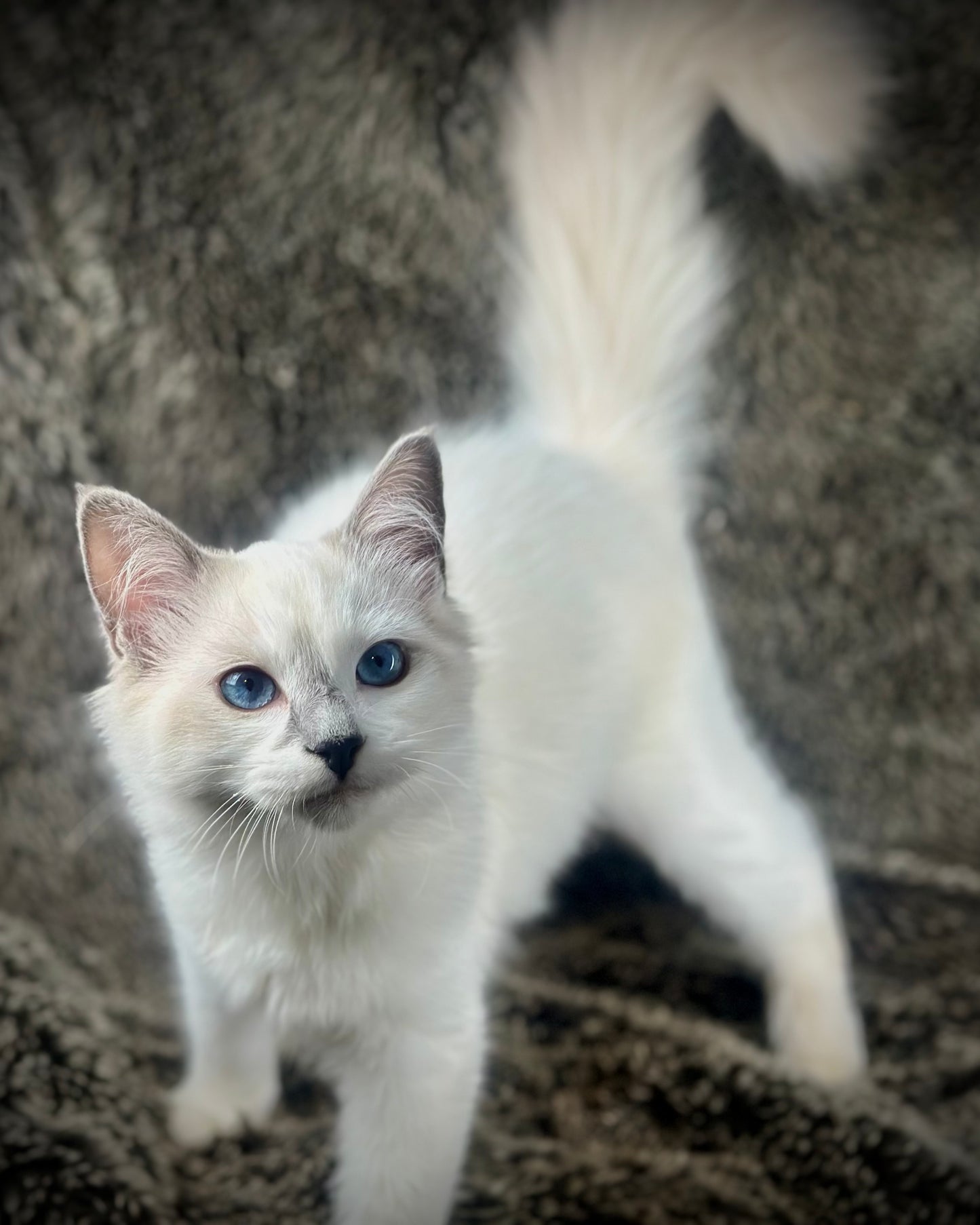 Homelander - Blue Point (bicolor)-MALE - AVAILABLE 7/4/25