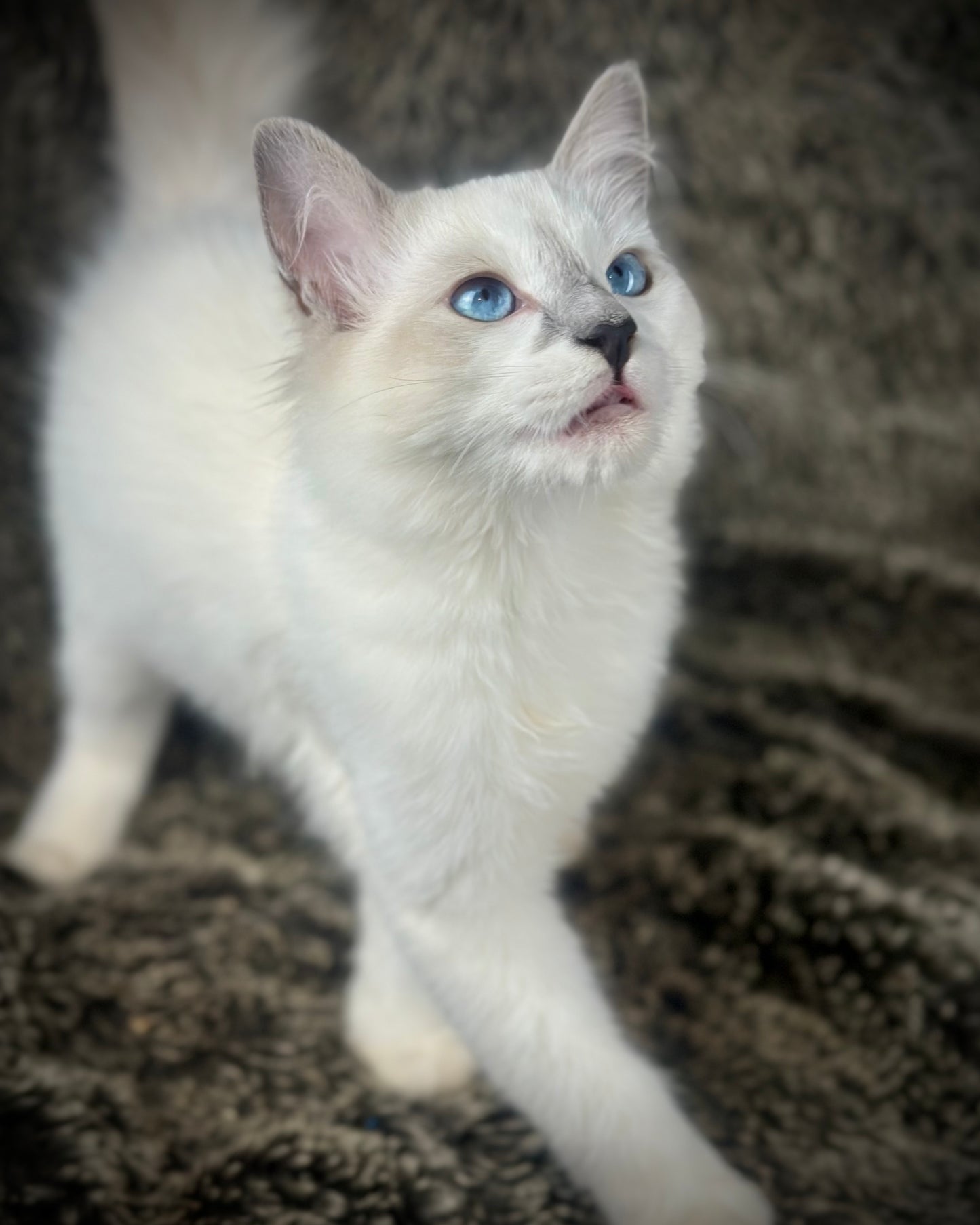 Homelander - Blue Point (bicolor)-MALE - AVAILABLE 7/4/25