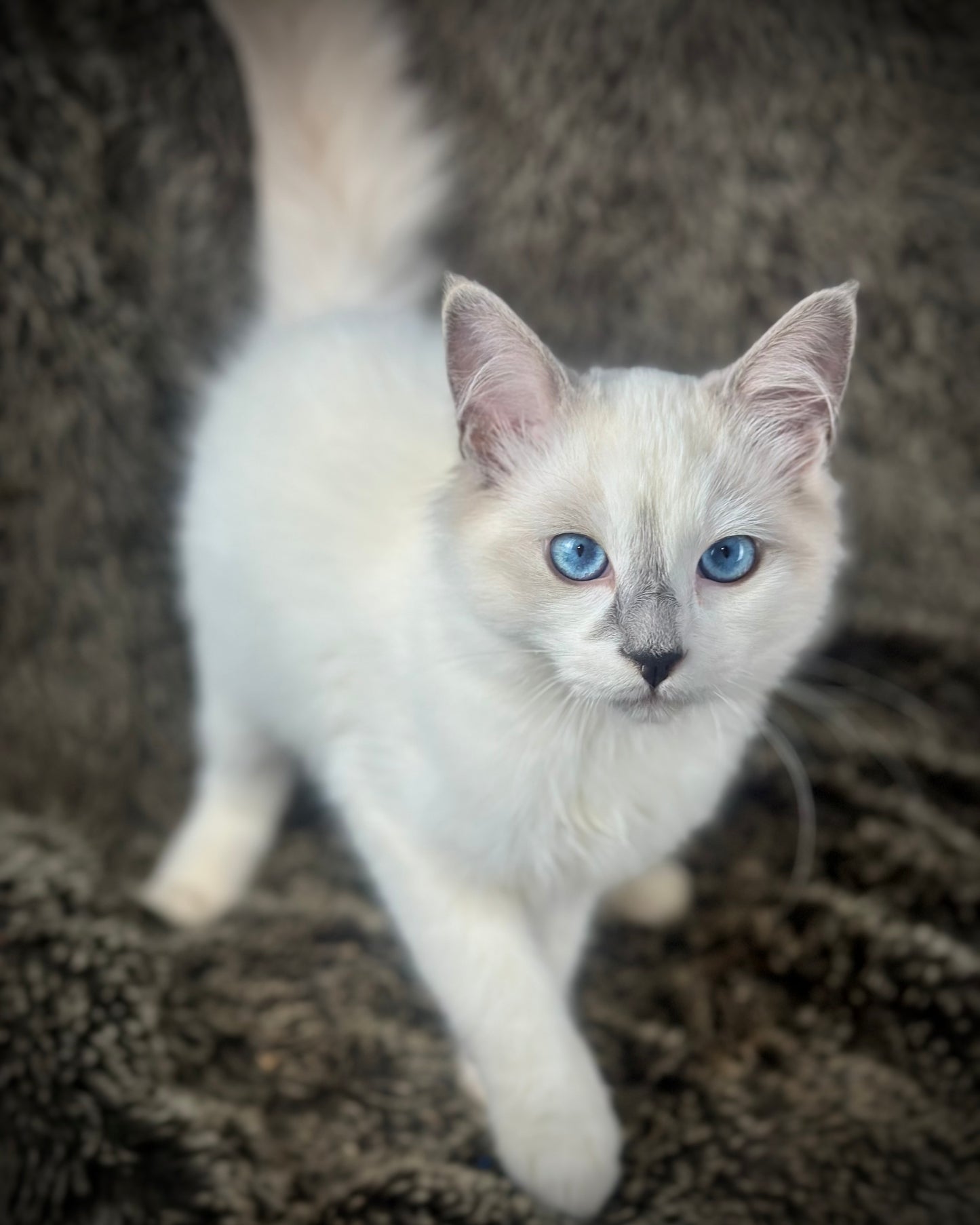 Homelander - Blue Point (bicolor)-MALE - AVAILABLE 7/4/25