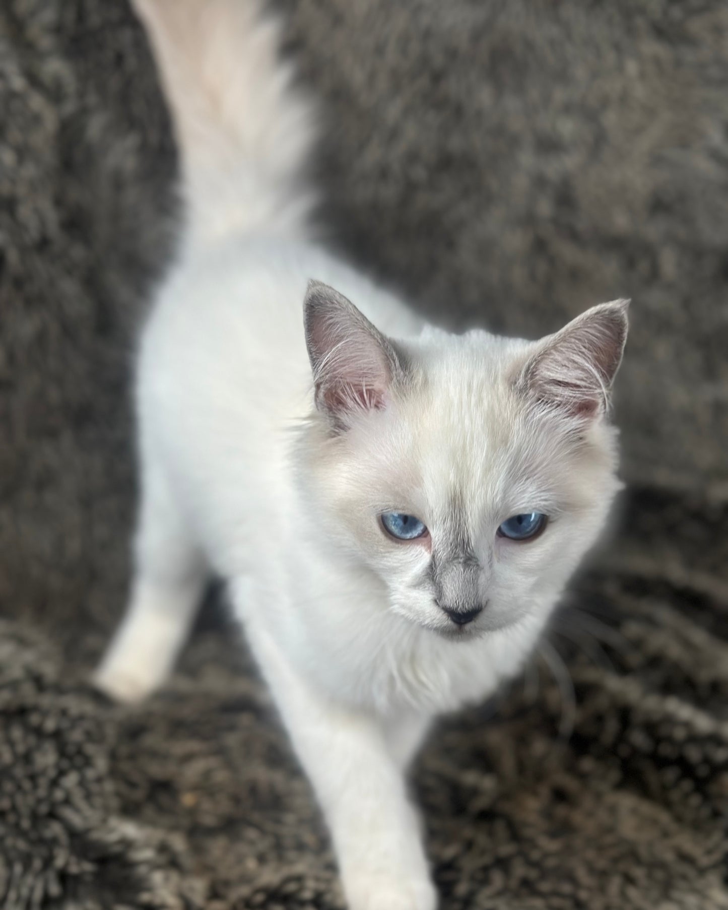 Homelander - Blue Point (bicolor)-MALE - AVAILABLE 7/4/25