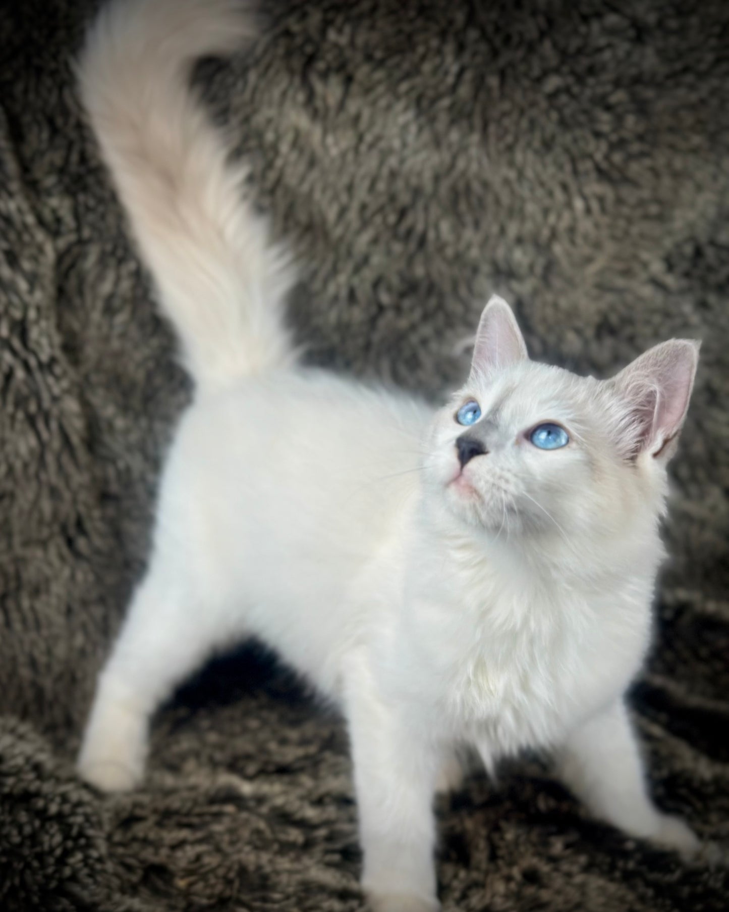 Homelander - Blue Point (bicolor)-MALE - AVAILABLE 7/4/25