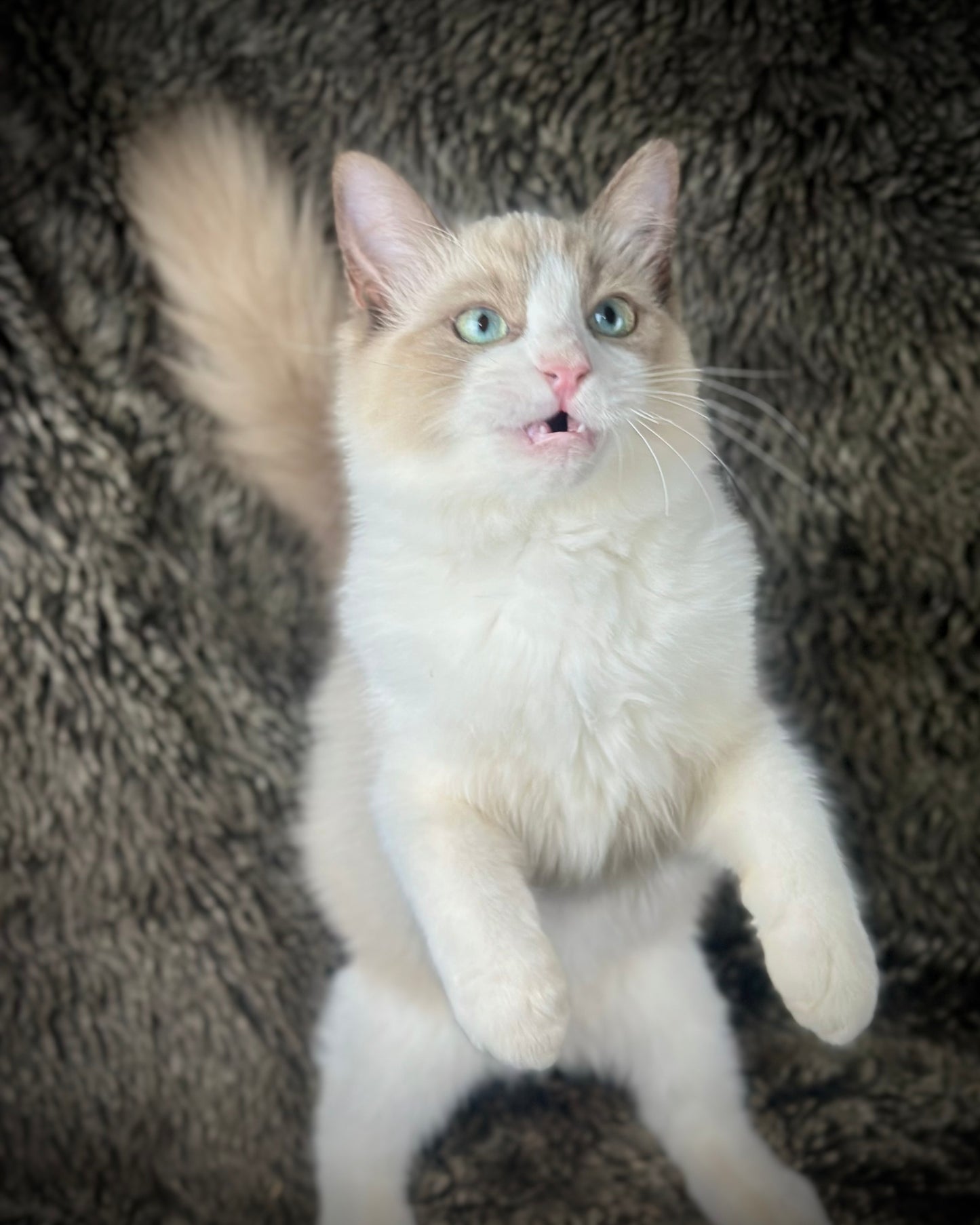 Freedom - Chocolate Mink Bicolor - FEMALE - AVAILABLE 7/4/25