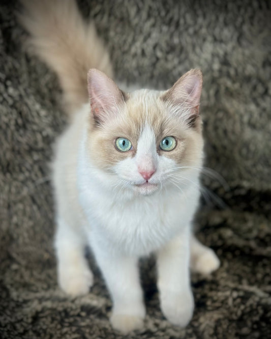 Freedom - Chocolate Mink Bicolor - FEMALE - AVAILABLE 7/4/25