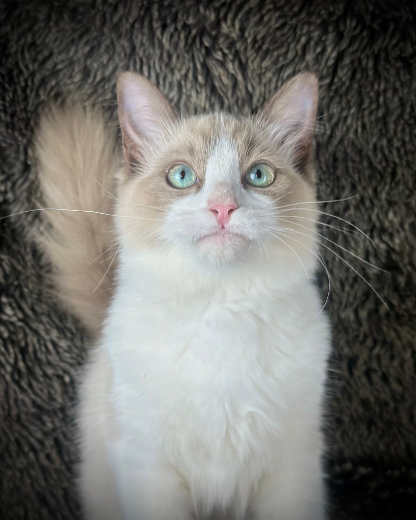 Freedom - Chocolate Mink Bicolor - FEMALE - AVAILABLE 7/4/25