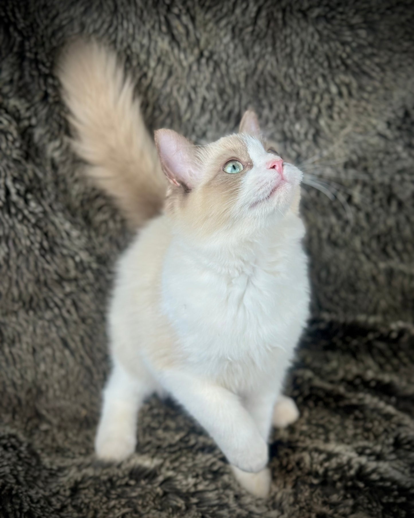 Freedom - Chocolate Mink Bicolor - FEMALE - AVAILABLE 7/4/25