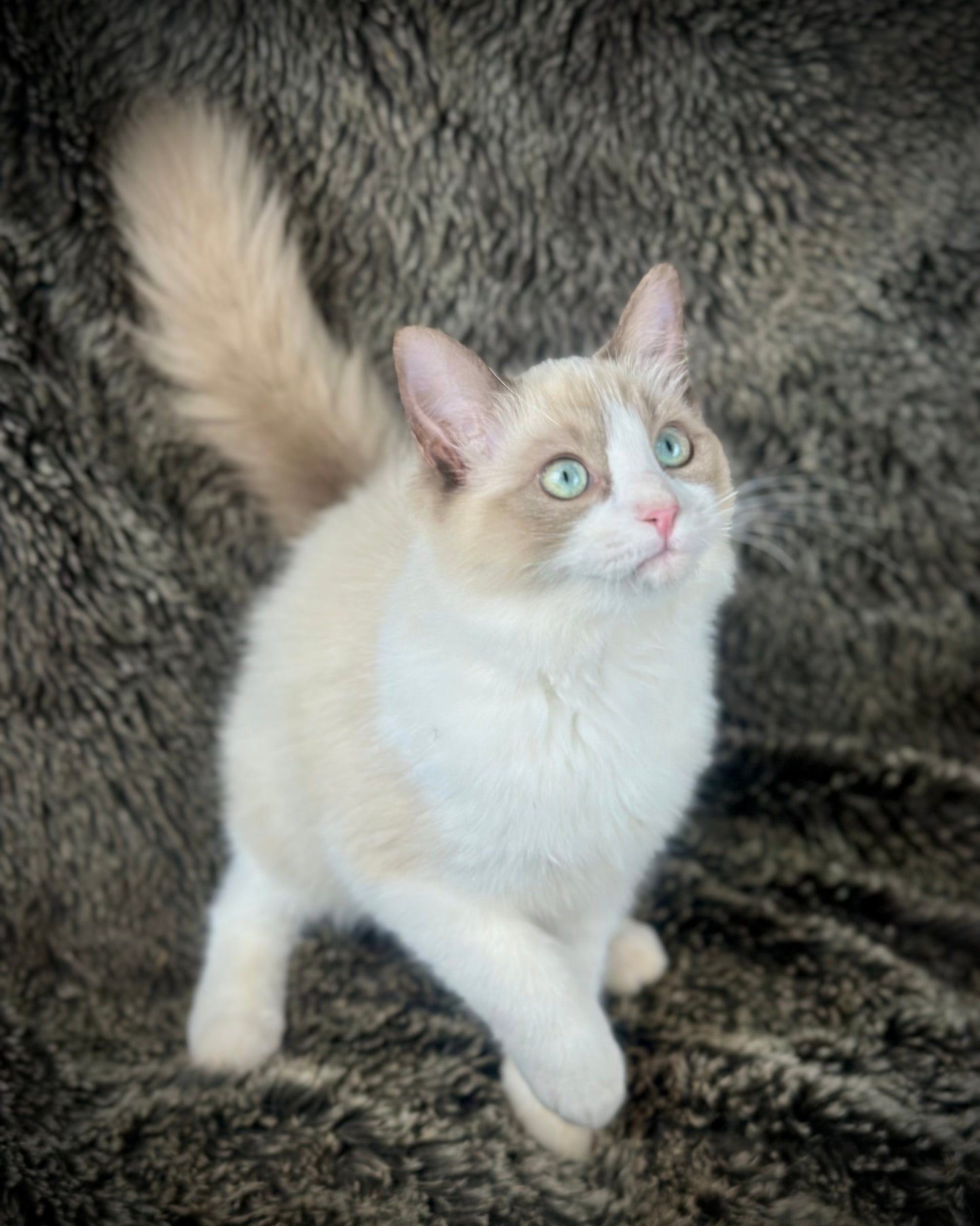 Freedom - Chocolate Mink Bicolor - FEMALE - AVAILABLE 7/4/25