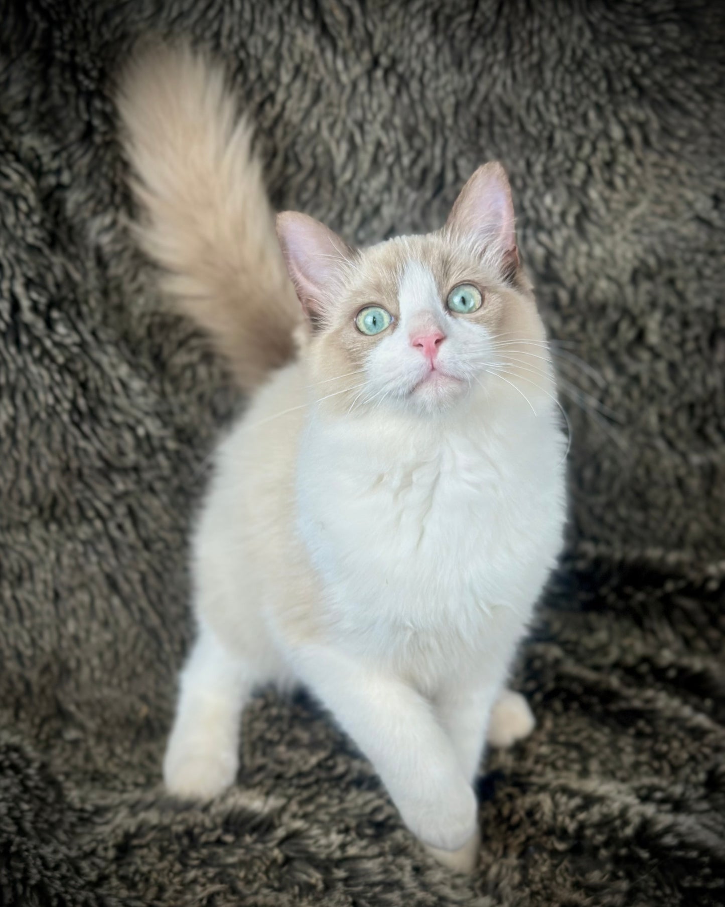 Freedom - Chocolate Mink Bicolor - FEMALE - AVAILABLE 7/4/25