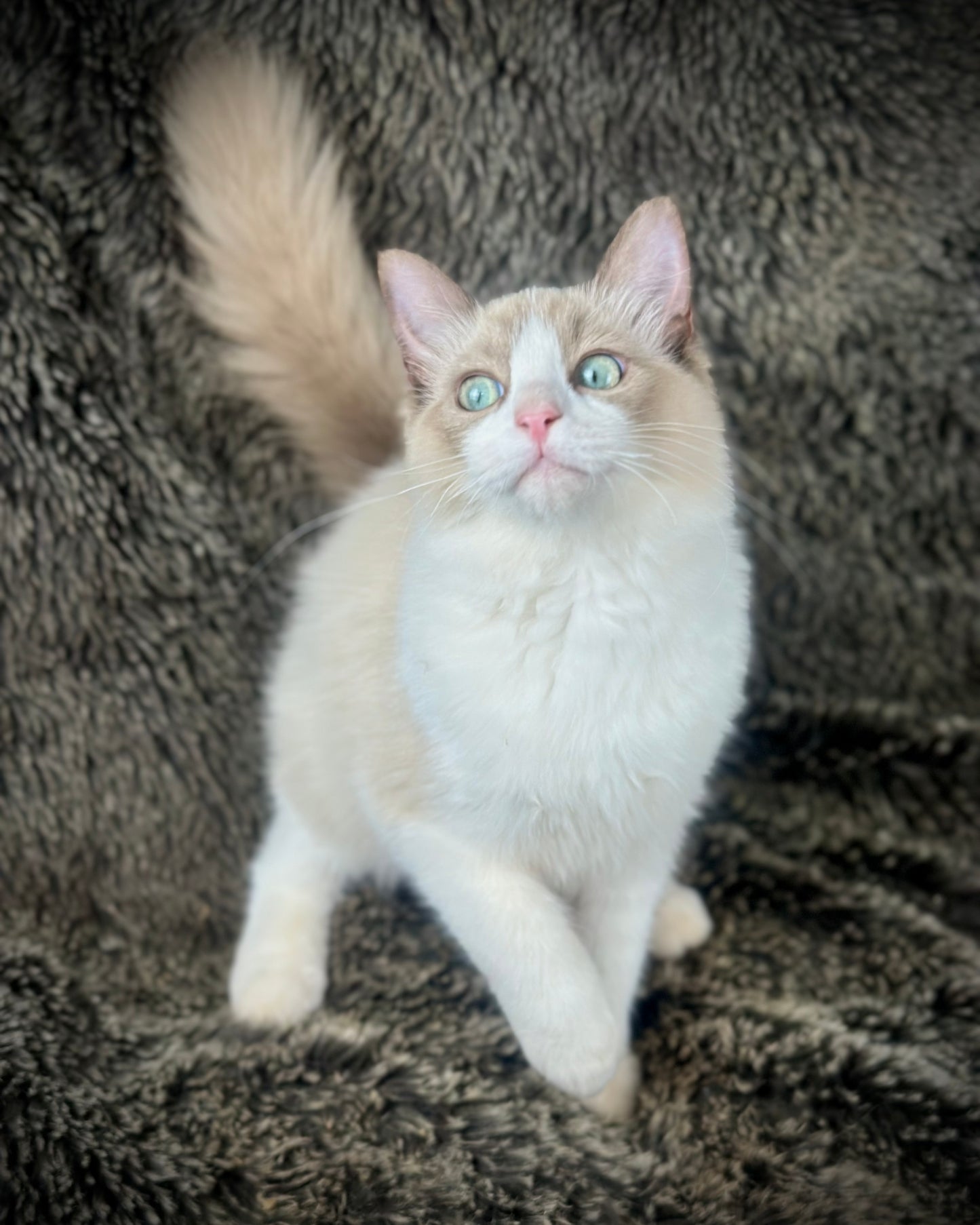 Freedom - Chocolate Mink Bicolor - FEMALE - AVAILABLE 7/4/25