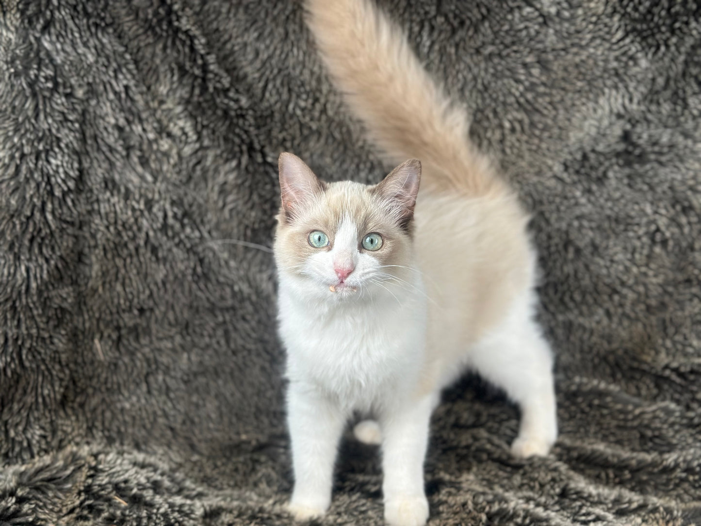 Freedom - Chocolate Mink Bicolor - FEMALE - AVAILABLE 7/4/25