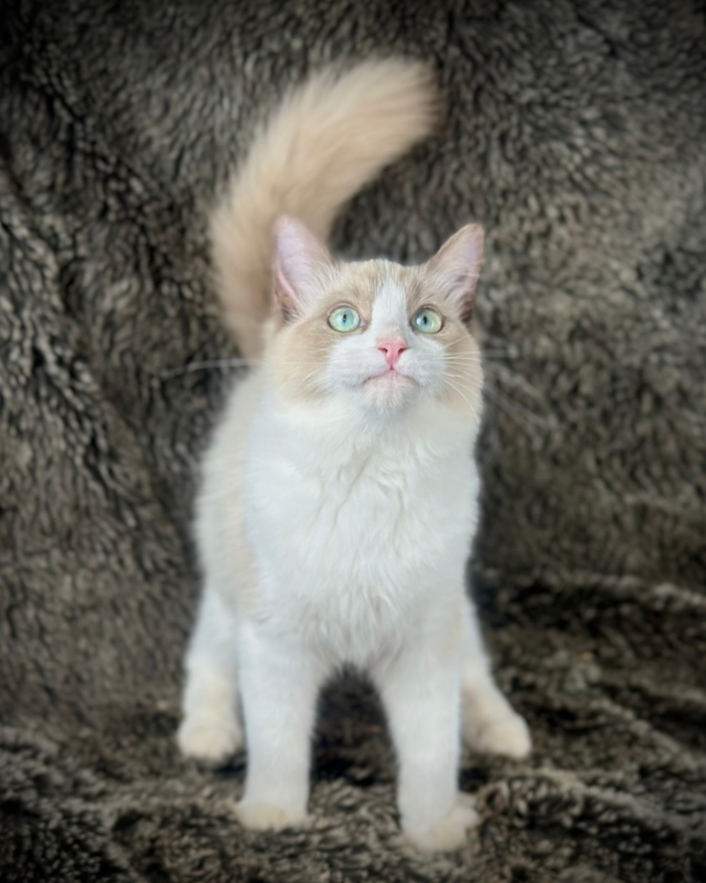 Freedom - Chocolate Mink Bicolor - FEMALE - AVAILABLE 7/4/25