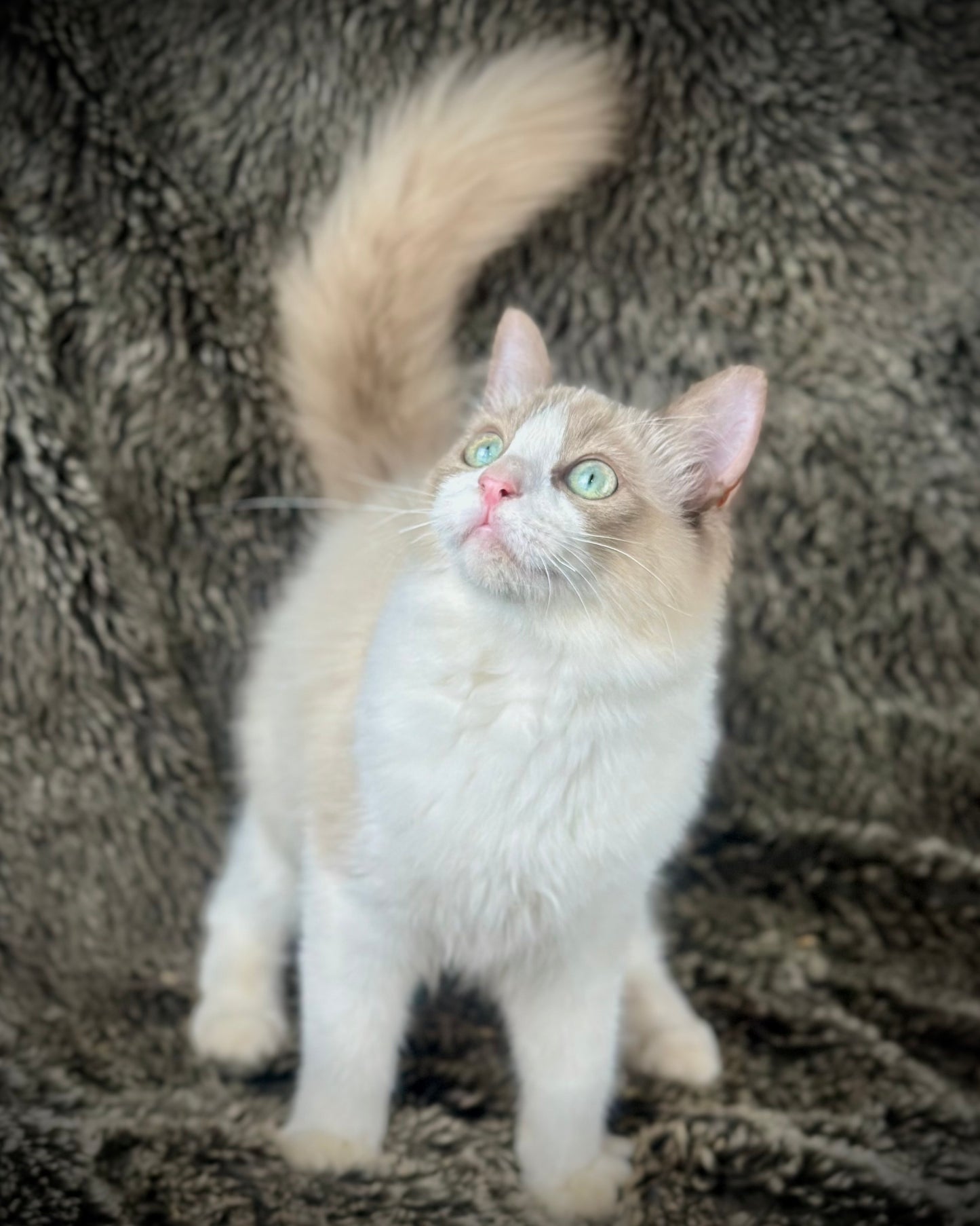 Freedom - Chocolate Mink Bicolor - FEMALE - AVAILABLE 7/4/25