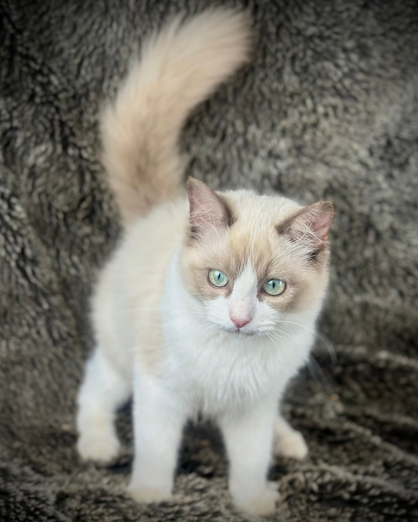 Freedom - Chocolate Mink Bicolor - FEMALE - AVAILABLE 7/4/25