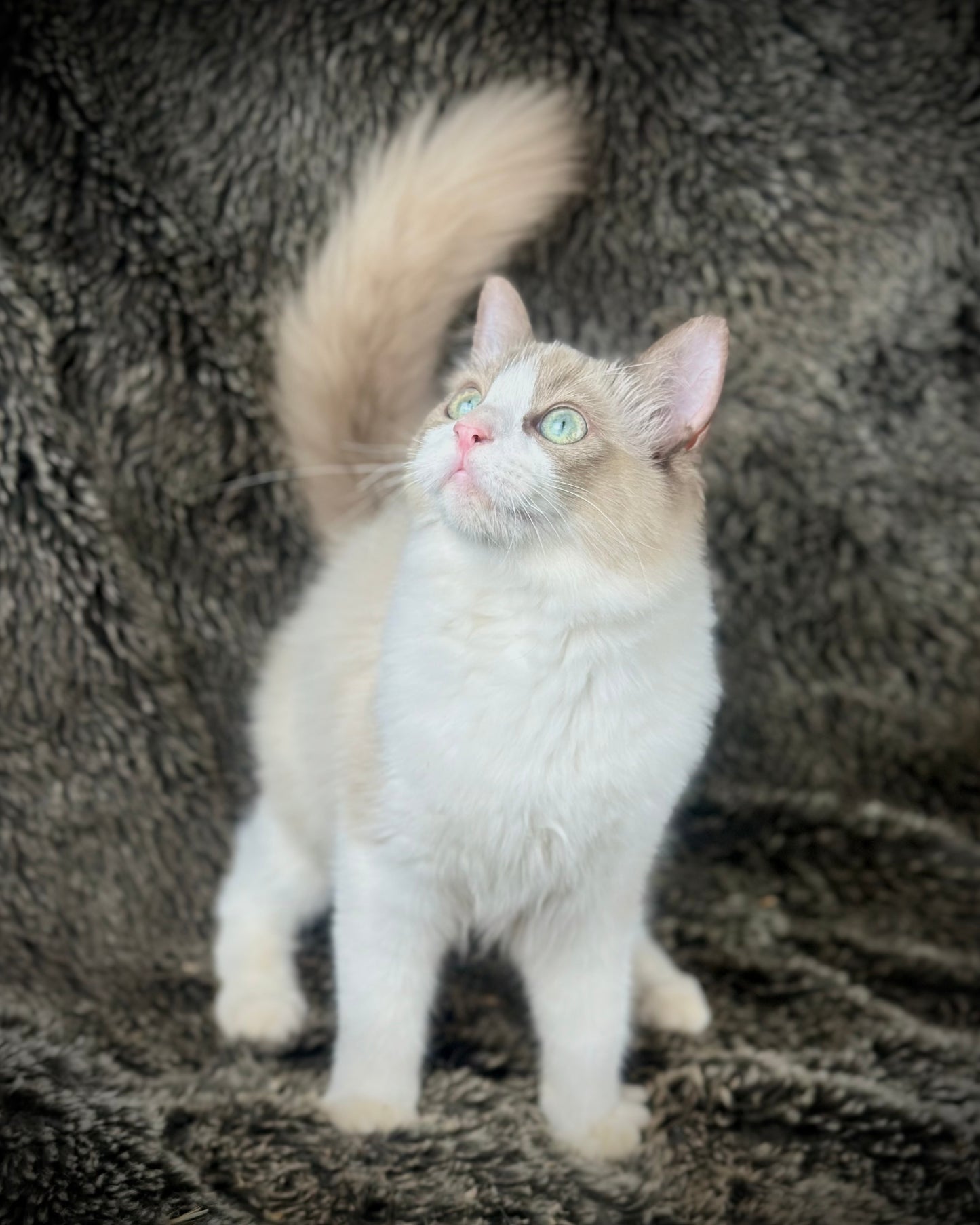 Freedom - Chocolate Mink Bicolor - FEMALE - AVAILABLE 7/4/25