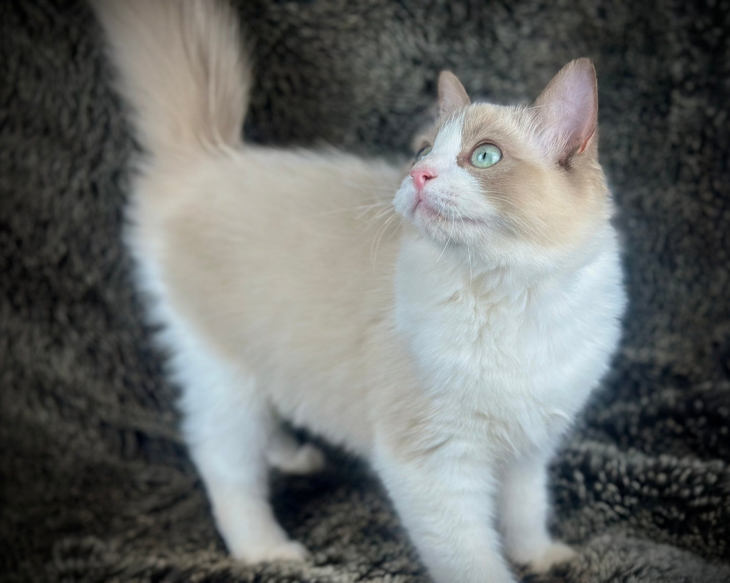 Freedom - Chocolate Mink Bicolor - FEMALE - AVAILABLE 7/4/25