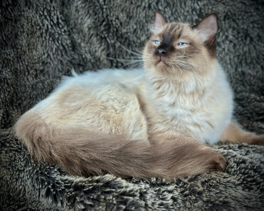 Boba  - Seal Point  - MALE - Available - 6/5/25 -