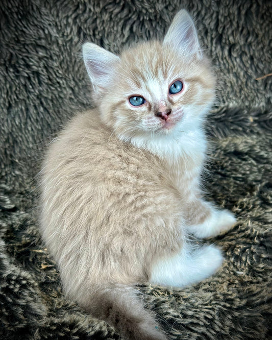 Ichiban - Sepia Seal  Lynx mitted with Blaze- MALE - AVAILABLE 10/25/25