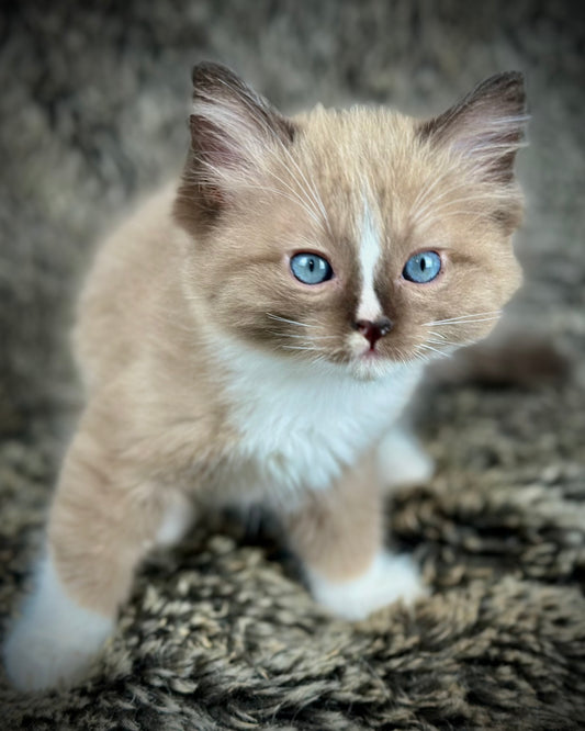 Moku - Seal Sepia Mitted with a Blaze - MALE - AVAILABLE 10/25/25 (Copy)
