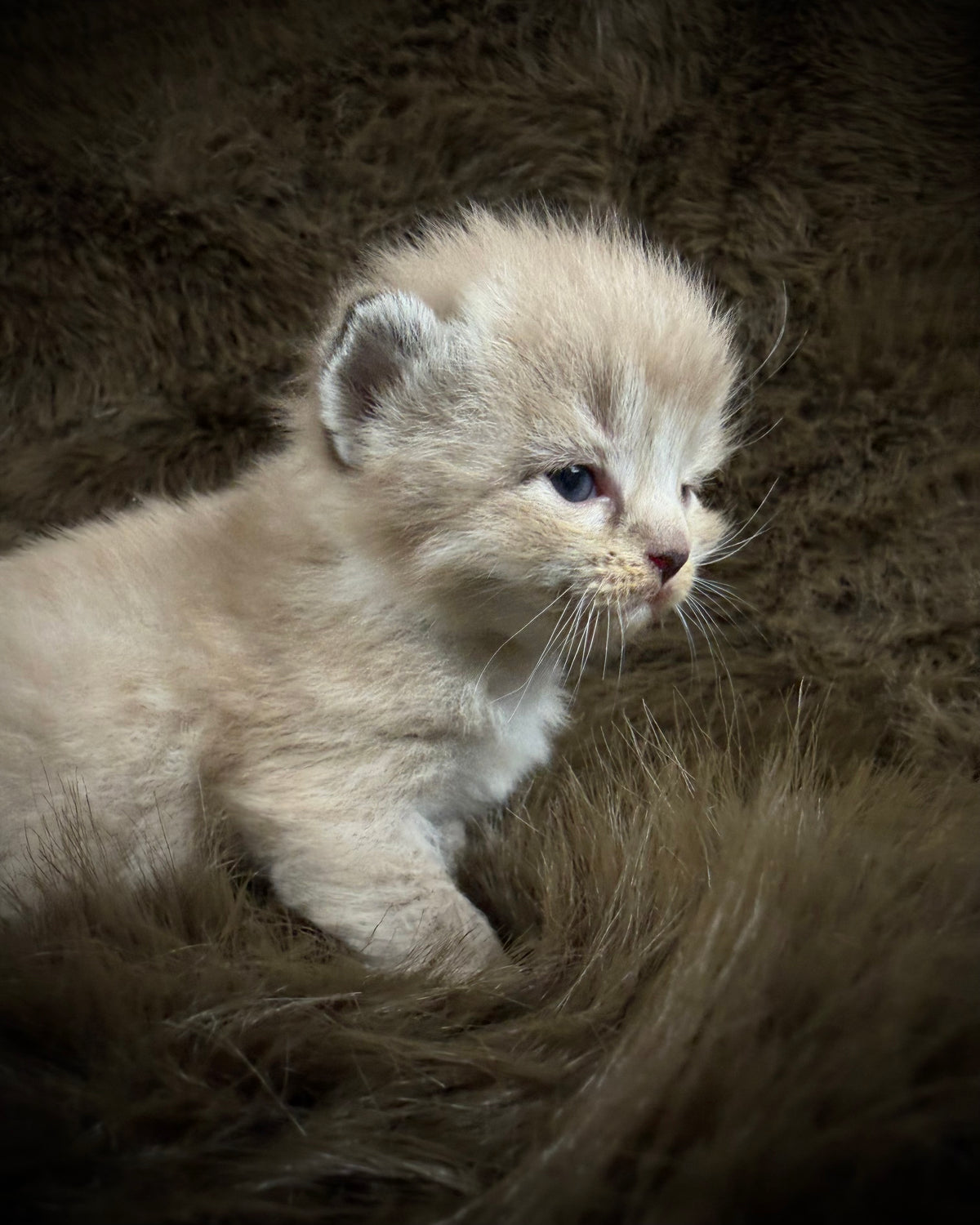 Blitzen  - Seal Sepia Lynx Mitted with Blaze - CHERUBIM FEMALE