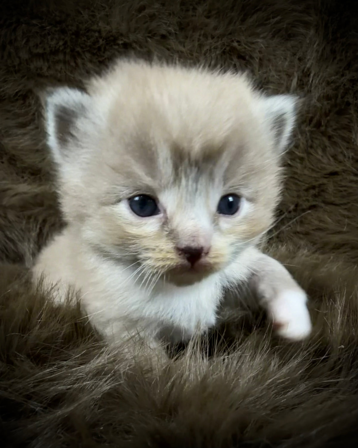 Blitzen  - Seal Sepia Lynx Mitted with Blaze - CHERUBIM FEMALE