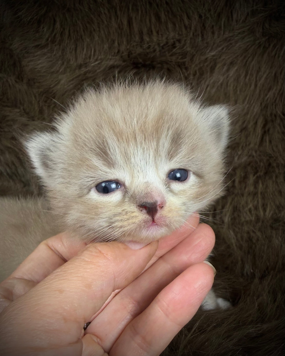 Blitzen  - Seal Sepia Lynx Mitted with Blaze - CHERUBIM FEMALE
