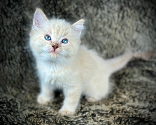 Banzai - Chocolate Lynx - MALE - AVAILABLE 10/25/25