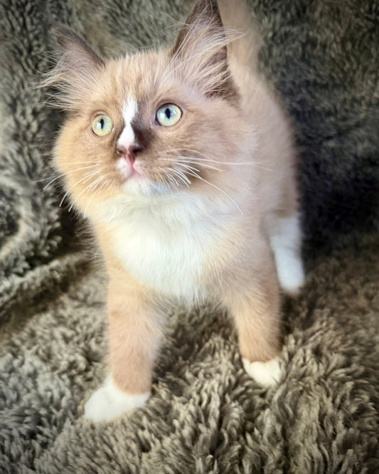 Hockney -MALE  - Seal Mink mitted with Blaze