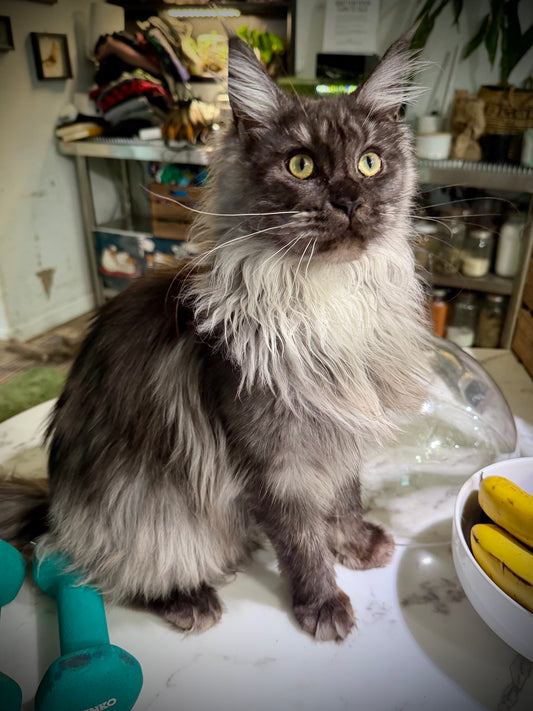 VESPER   -  FEMALE  - black smoke Maine Coon