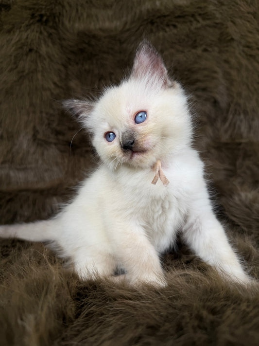 Talitha - Seal/Flame Tortie mitted - TRADITIONAL FEMALE