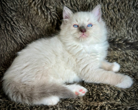 Gravy Traditional Blue Point mitted - MALE - AVAILABLE 11/4/2025