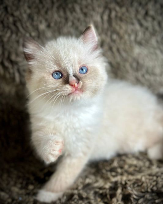 Cranberry - Seal Point Traditional Tortie mitted w Blaze  - FEMALE - AVAILABLE 11/4/2025