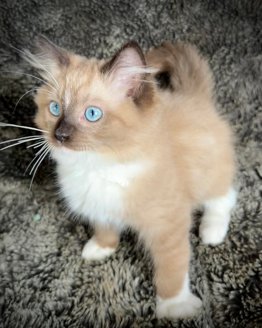 Hockney  -MALE  - Seal Mink mitted with Blaze