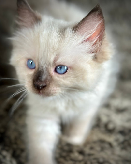 Turkey  Seal Point Traditional mitted  - MALE - AVAILABLE 11/4/2025