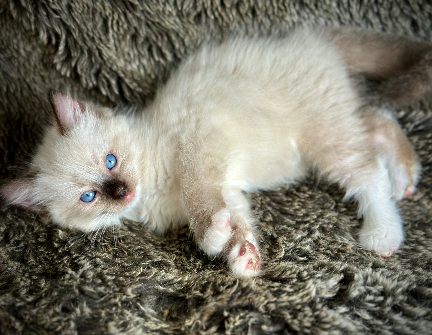Turkey  Seal Point Traditional mitted  - MALE - AVAILABLE 11/4/2025