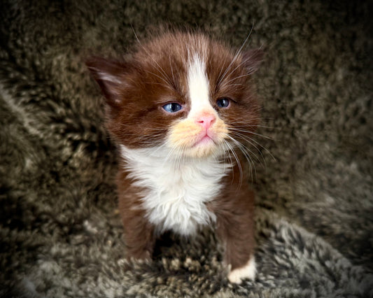 MALE  - chocolate solid bicolor